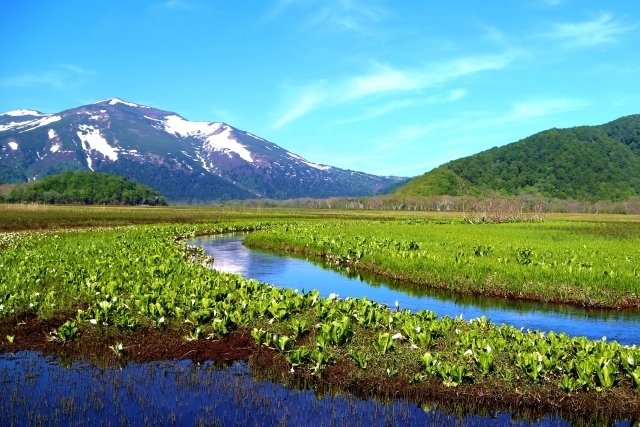 尾瀬ヶ原：水芭蕉の写真