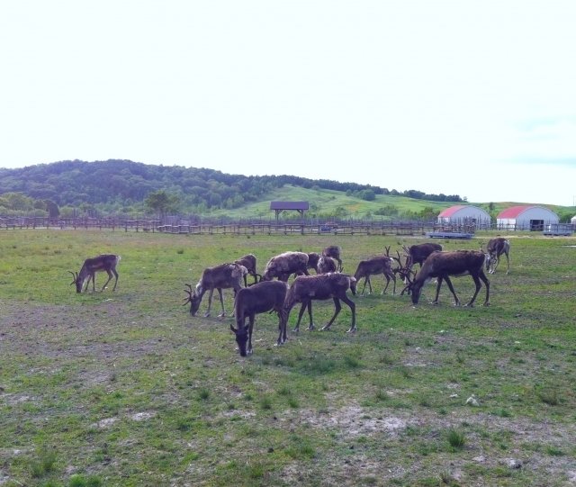 幌延町のトナカイ牧場の風景