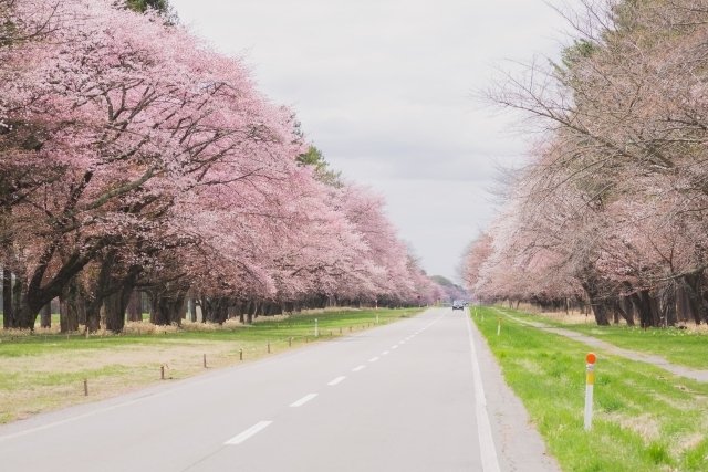 二十間道路桜並木の写真