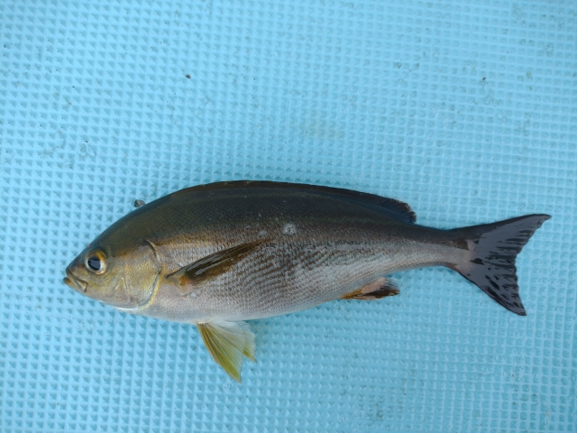 釣り上げたイサキの写真