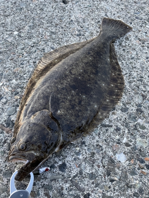 釣り上げたヒラメ