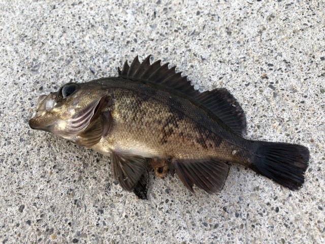 釣り上げたメバルの写真