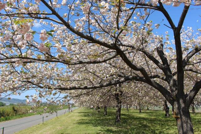 千曲川堤防沿い道と桜並木