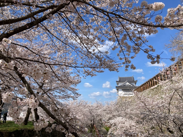 桜満開の津山城