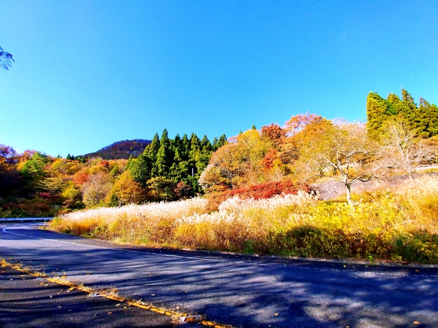 大山環状道路秋の風景
