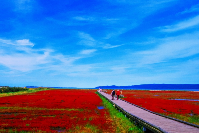 能取湖のサンゴ草に伸びる道