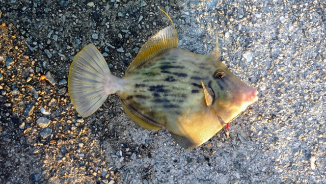 釣り上げたカワハギの写真