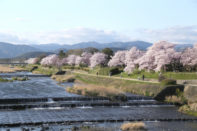 春の鴨川沿いの路