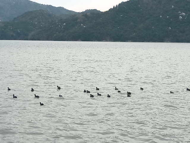 久美浜湾で羽を休める鴨たち