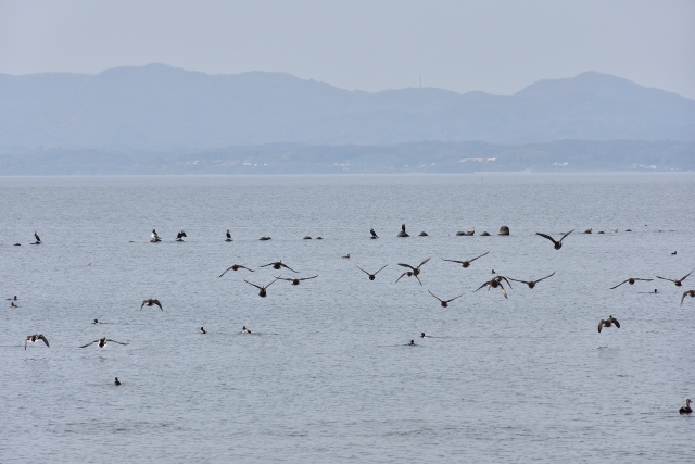 宍道湖の水鳥の風景