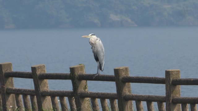 池田湖の柵で休憩する鳥