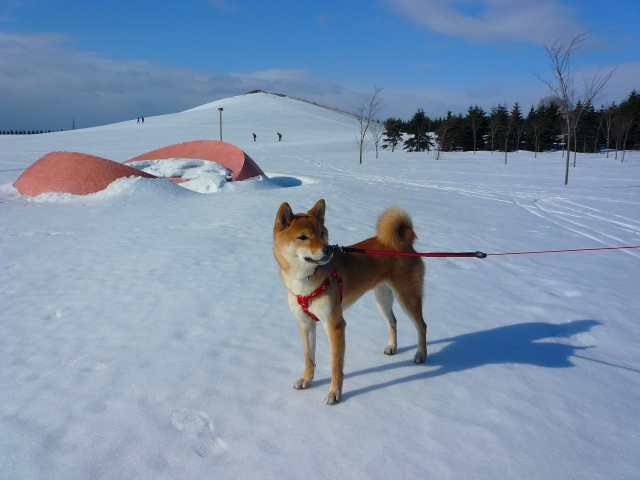 雪原の柴犬