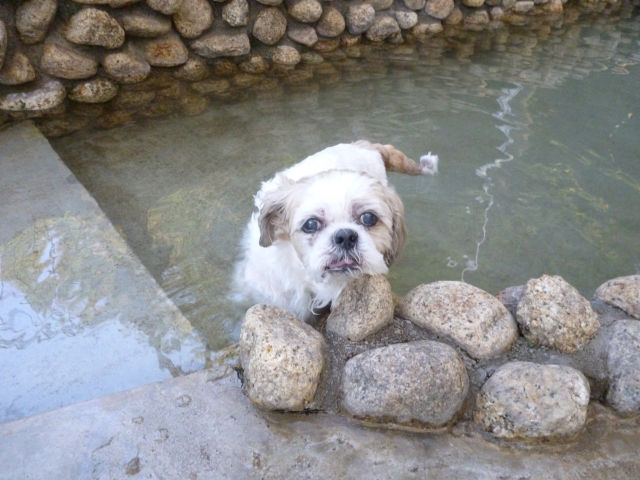 犬用温泉に浸かるシーズー