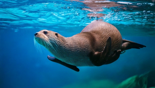 水族館で泳ぐラッコ