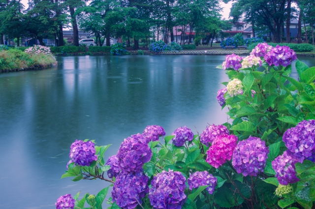 那須塩原市烏ケ森公園の紫陽花