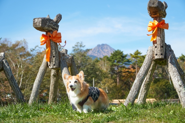 犬とハロウィン（イメージ）