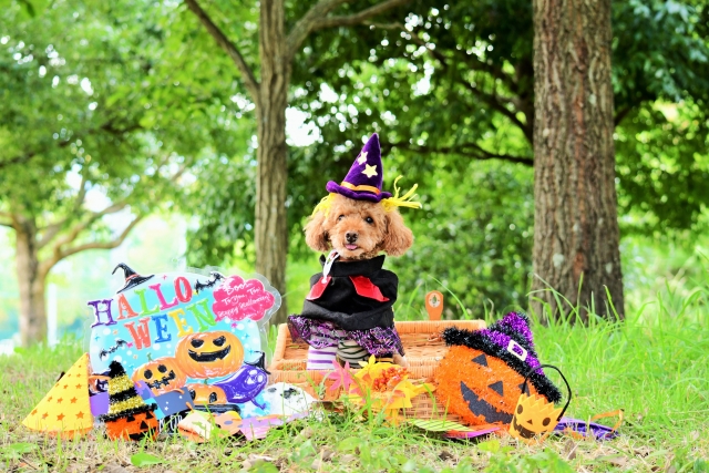 ハロゥインと犬（イメージ）