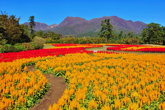 秋の花畑とくじゅう連山