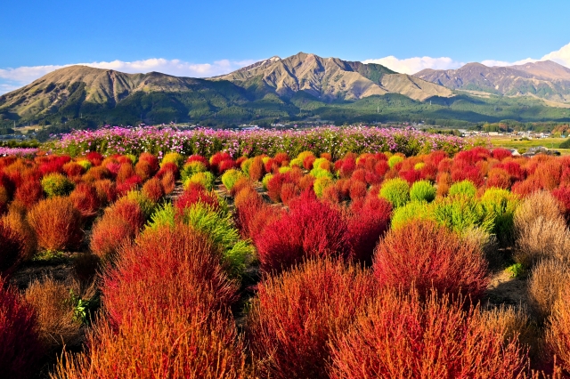 Kochia, Cosmos and Mt. Aso