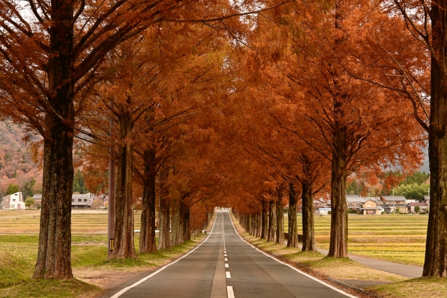 Metasequoia Avenue